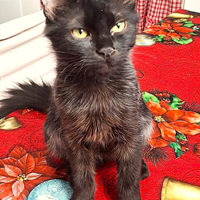 Swami gattina di 3 mesi