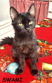 Swami gattina di 3 mesi