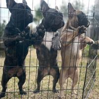 Bulldog francese