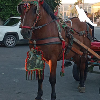 Cavallo incrocio con pesheron