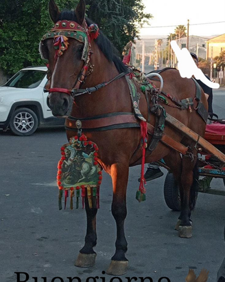 Cavallo incrocio con pesheron