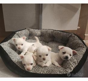 Cuccioli di Chihuawa