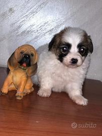 Batuffoli di maltipoo toy da borsetta