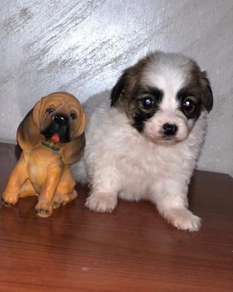 Batuffoli di maltipoo toy da borsetta