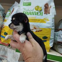 Cuccioli di chihuahua