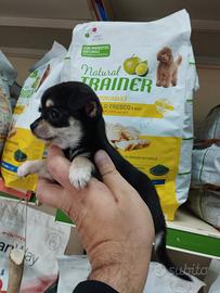 Cuccioli di chihuahua