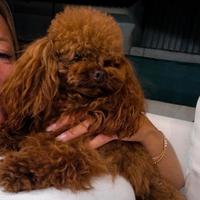 Barboncino teacup asiatico disponibile per monta