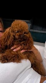 Barboncino teacup asiatico disponibile per monta