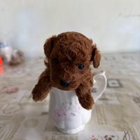 Barboncini mini toy