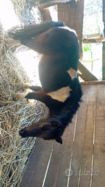 2 pony al prezzo di 1