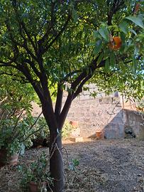 Indipendente con giardino-garage 49-396