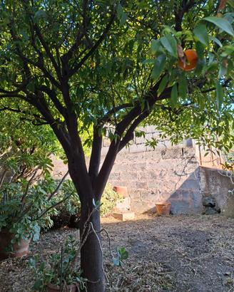 Indipendente con giardino-garage 49-396