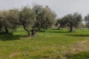 Terreno in Via Etiopia