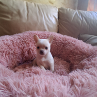 Ceduto Chihuahua puri e sani FOTO REALI