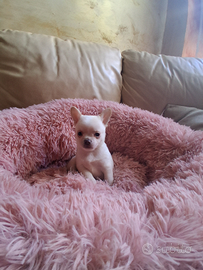 Ceduto Chihuahua puri e sani FOTO REALI