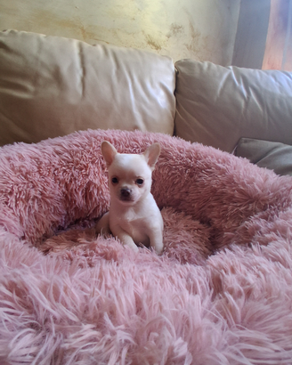 Ceduto Chihuahua puri e sani FOTO REALI