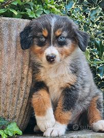 Australian shepherd cuccioli disponibili da sub
