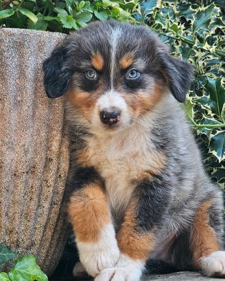 Australian shepherd cuccioli disponibili da sub