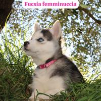 Cuccioli di Siberian Husky