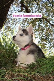 Cuccioli di Siberian Husky