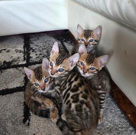 Cuccioli bengala