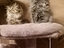 Immagine 6