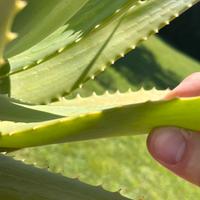 Foglie di Aloe Arborescens