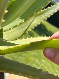 Foglie di Aloe Arborescens