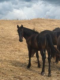 Cavalli sanfratellani