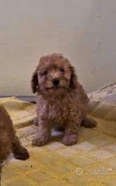 Adorabili Barboncini Toy Albicocca