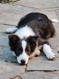 Border collie cucciolo pedigree