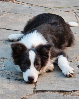 Border collie cucciolo pedigree