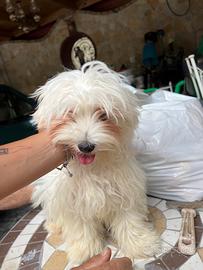 Cane Maltese mini Toy maschio
