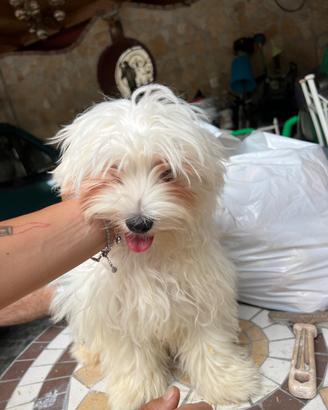 Cane Maltese mini Toy maschio
