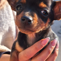 Pinscher nano