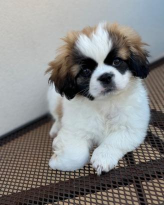 Cuccioli pechinese