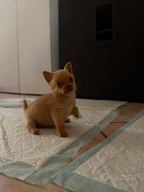 chihuahua