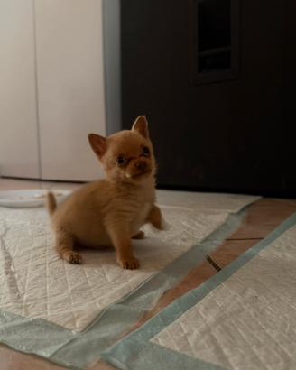 chihuahua
