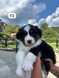 Cucciola di Pastore Australiano F2
