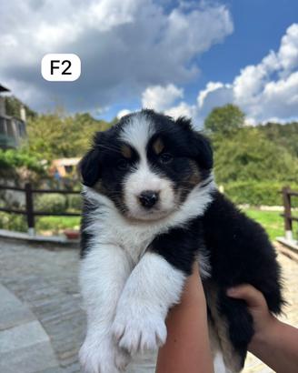 Cucciola di Pastore Australiano F2