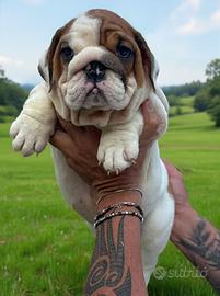 Femminuccia Bulldog inglese allevamento Enci