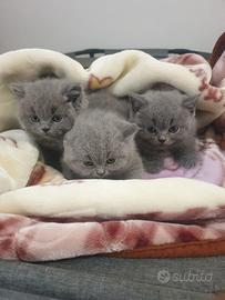 British Shorthair maschi