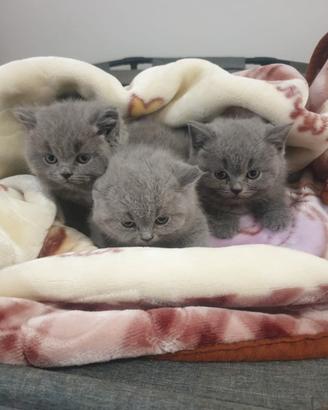 British Shorthair maschi