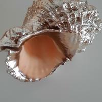 Conchiglia Bursa Bobo argentata 