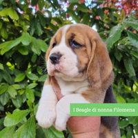 Allevamento Beagle in Abruzzo