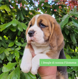 Allevamento Beagle in Abruzzo
