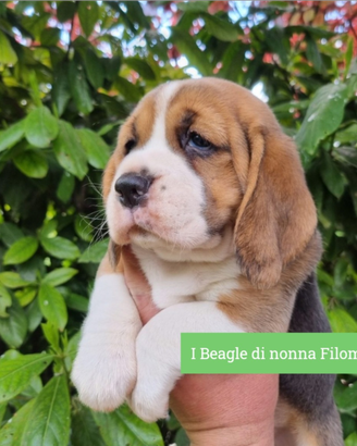 Allevamento Beagle in Abruzzo