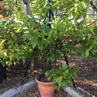 pianta di alloro in vaso