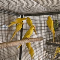 Parrocchetti dal collare lutino anno 2025