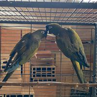 Conuri della patagonia